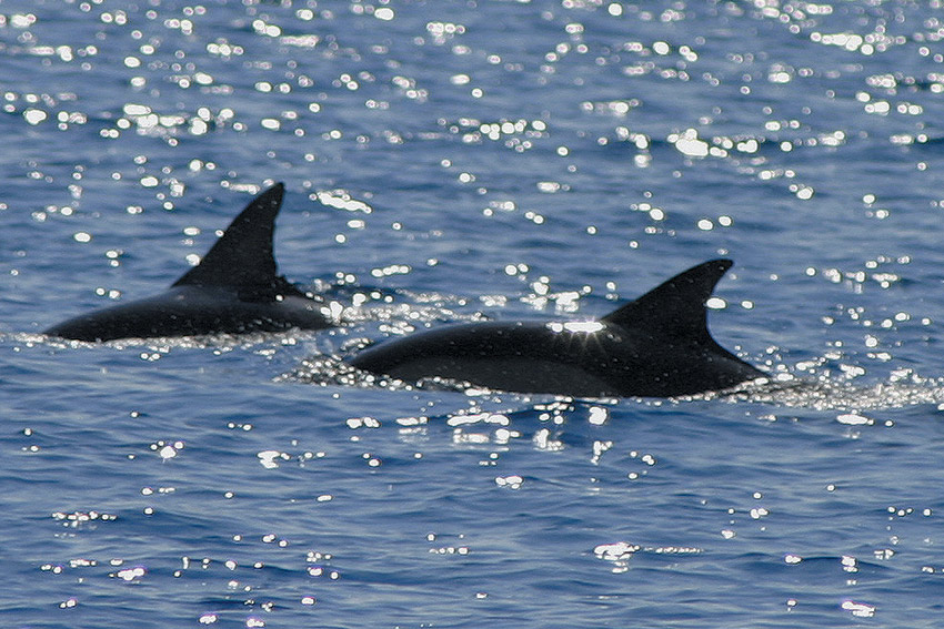 dolphins perranuthnoe